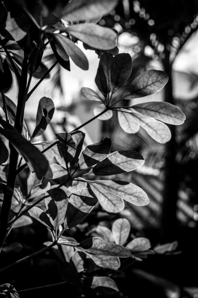 Free stock photo of black and-white, nature, rÃ©union