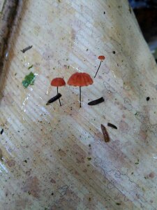 Free stock photo of fungus, leaves texture, micro photo
