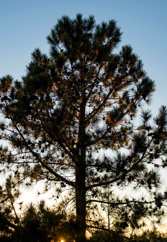Free stock photo of calm, golden hour, green