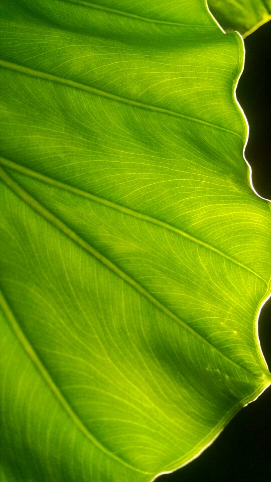 Free stock photo of light, nature, veins
