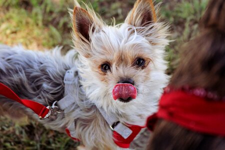 Free stock photo of dogs, terriers, tongues photo
