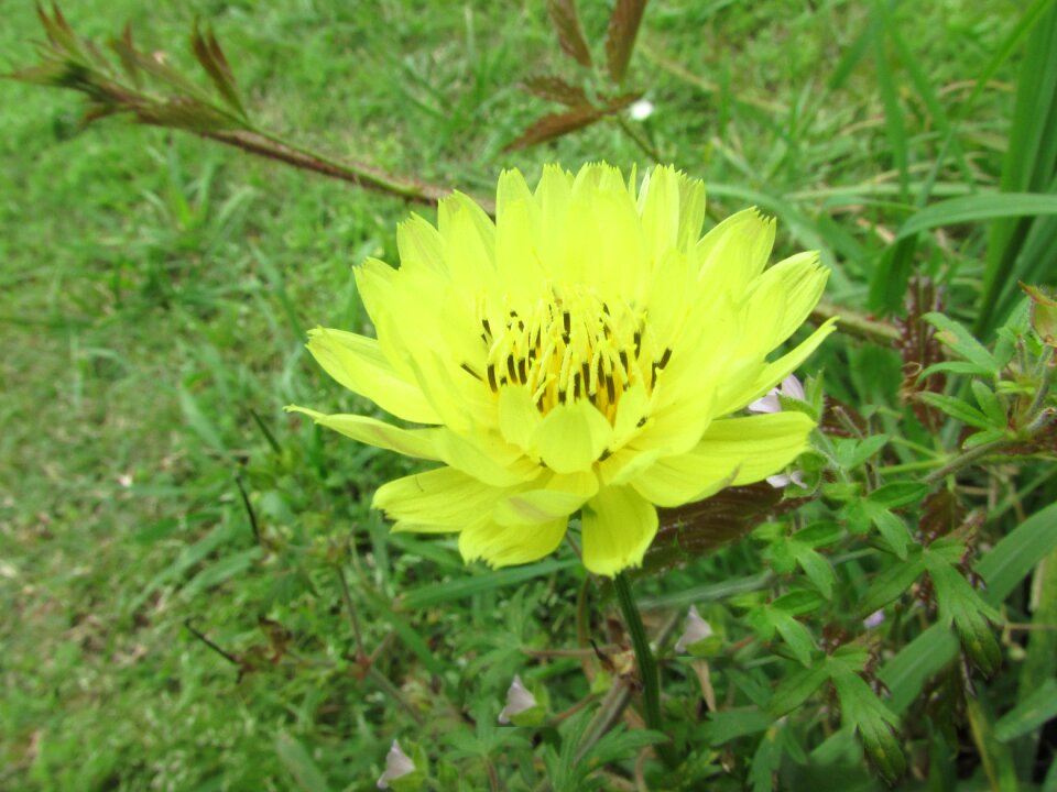 Free stock photo of flower, plant, yellow