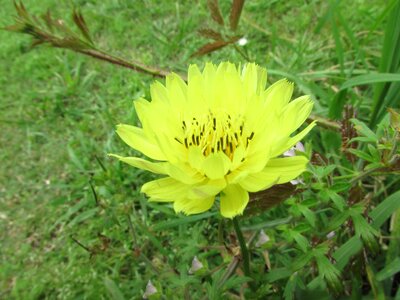 Free stock photo of flower, plant, yellow