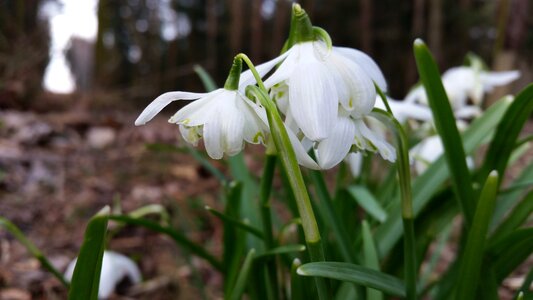 Free stock photo of spring flower-forrest