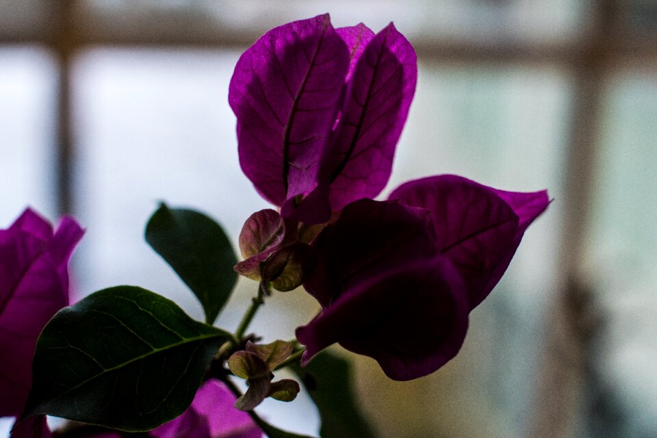 Free stock photo of plant, purple