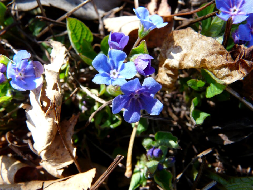 Free stock photo of blue eyed-mary, blue flower, omphalodes verna
