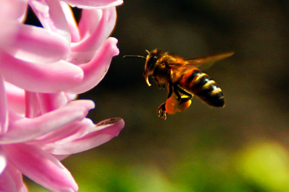 Free stock photo of bee, flower, honey