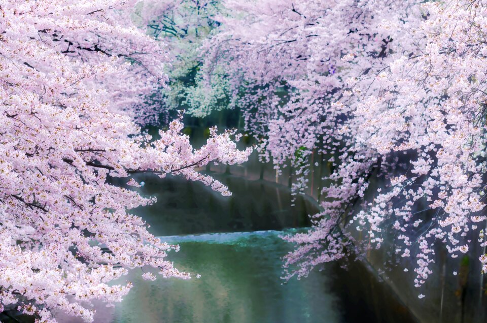 Free stock photo of cherry blossom, flowers, sakura