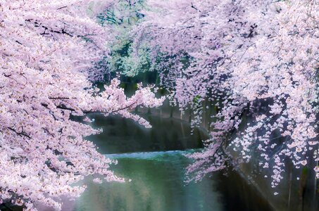 Free stock photo of cherry blossom, flowers, sakura photo