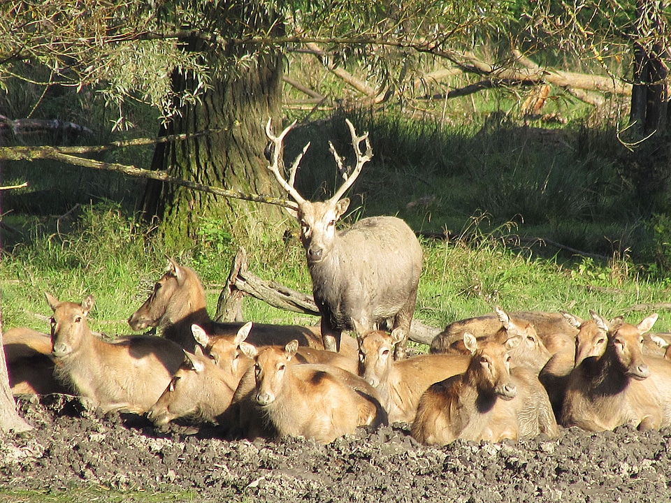 Hirsch antler red deer