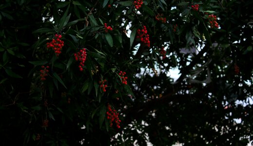 Free stock photo of dark, free, fruit