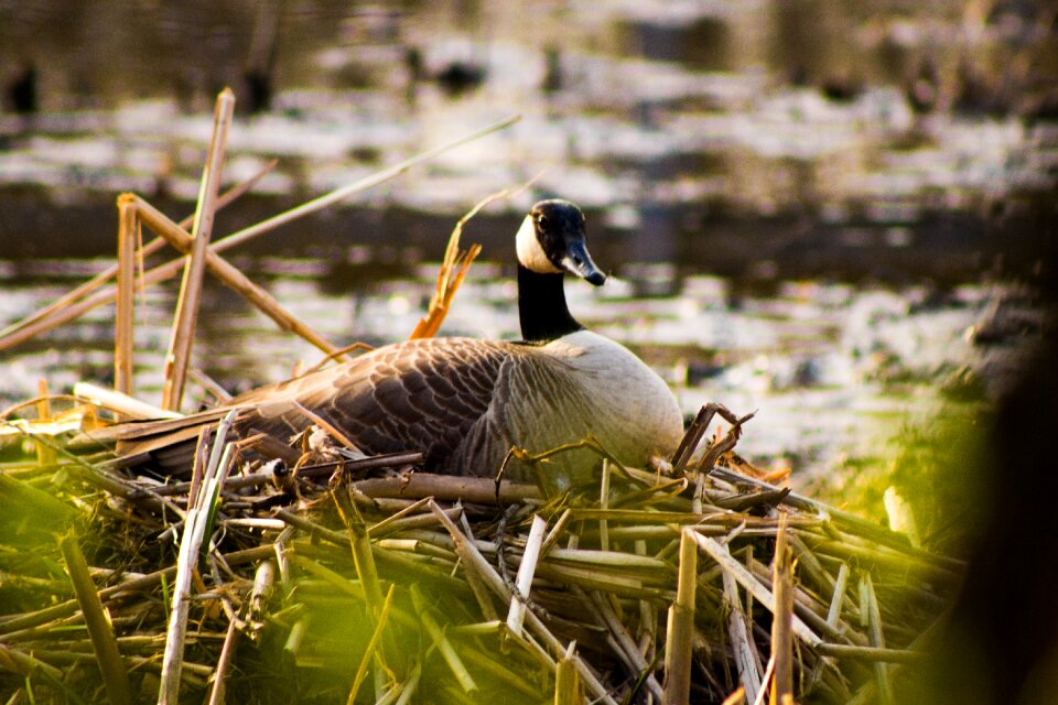 Free stock photo of animal, canon, nature