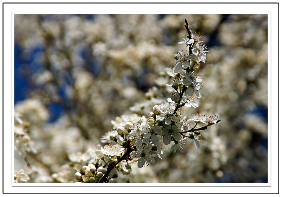 Free stock photo of blue, flowers, mirabelle