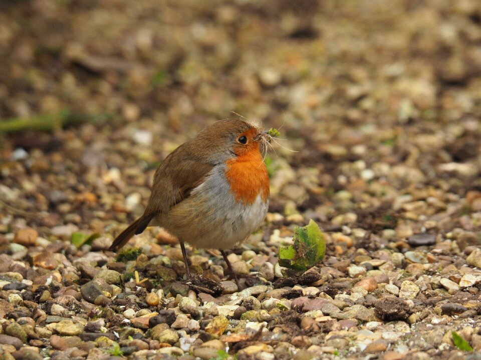 Free stock photo of robin
