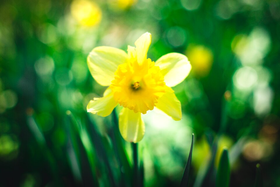 Free stock photo of flower, garden, green