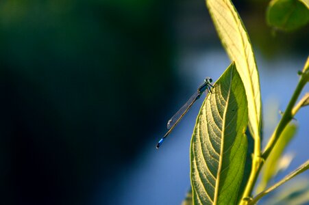 Close Up Photo of a Dragon Fly Landed on Green Leaf photo