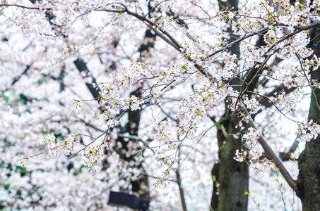 Free stock photo of cherry blossom, flowers, sakura photo