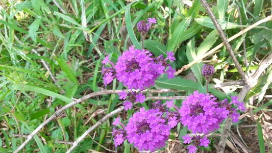 Free stock photo of clusters, flower, purple