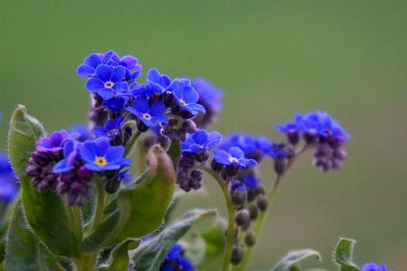 Free stock photo of blue, flower, nature photo
