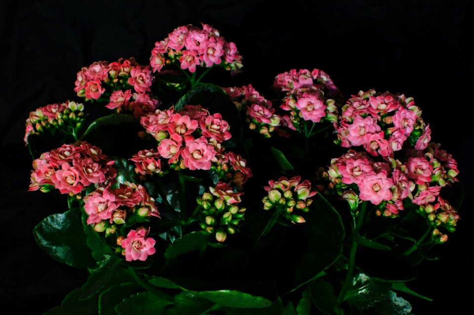 Free stock photo of flower, kalanchoe, plant