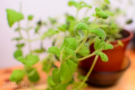 Free stock photo from Tookapic