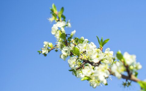 Low Angle Photo of White Clustered Flowers and Tiny Leaf photo