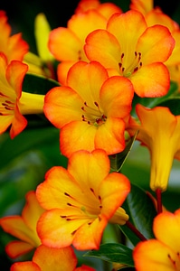 Bloom orange yellow photo