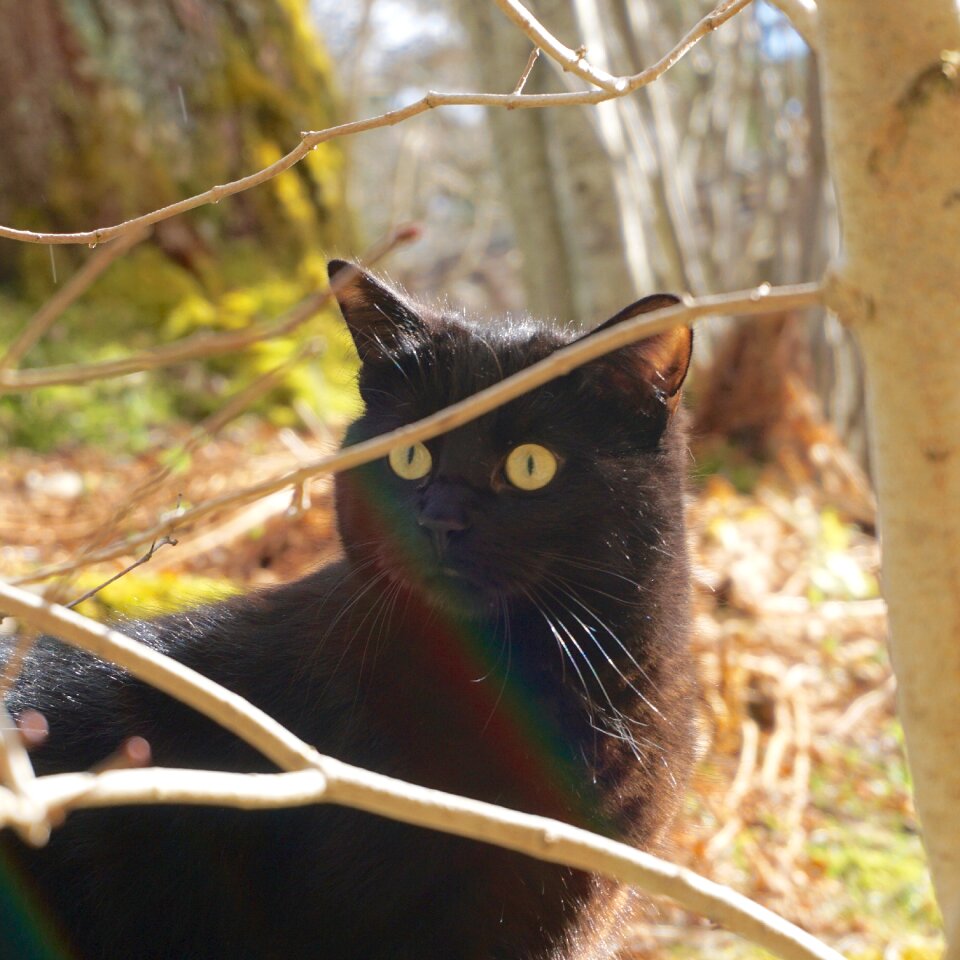 Free stock photo of animal, cat, musta