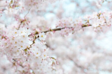 White Petaled Flowers photo