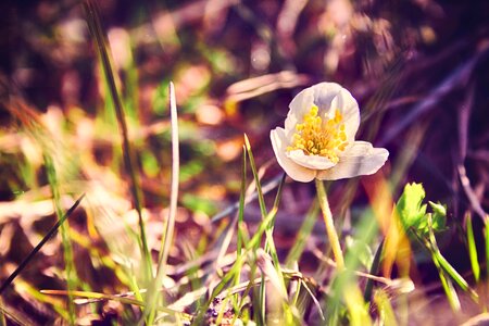 Free stock photo of blue, field flowers, flowers photo