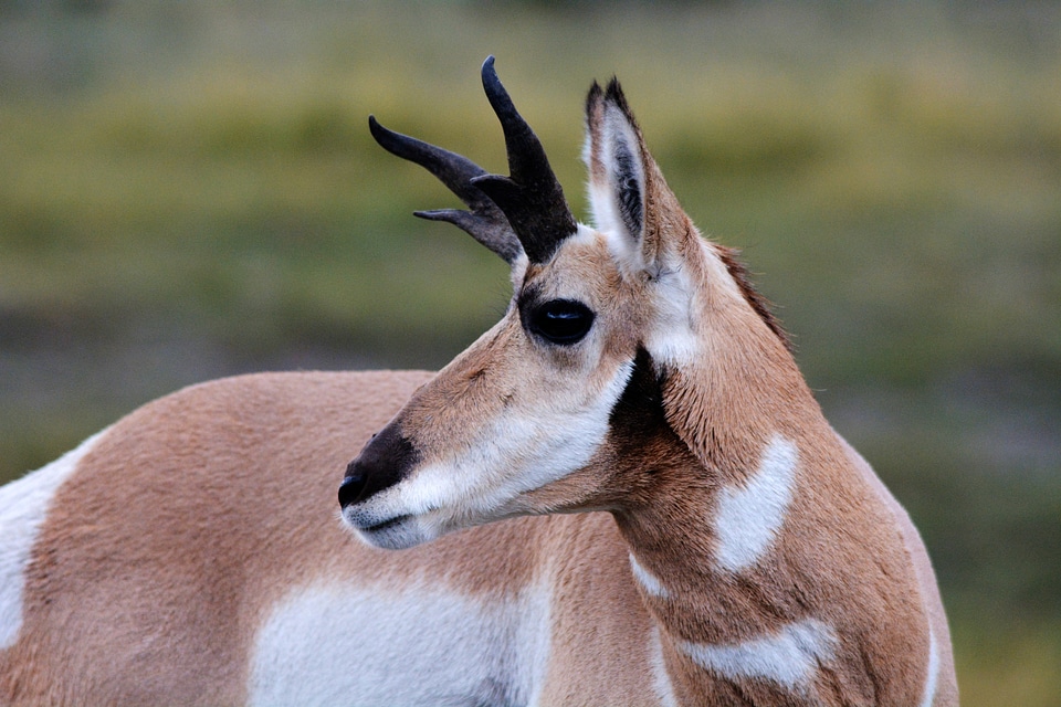 Nature wildlife animals