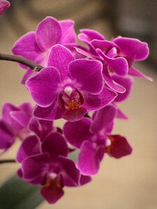 Free stock photo of flower, night, orchid photo