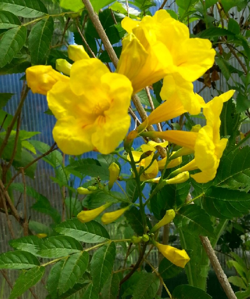 Free stock photo of flowers, tecoma stans, trumpet