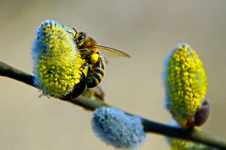 Free stock photo of bee, catkin, honey photo