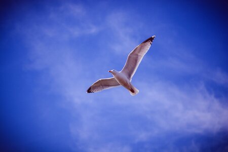 Free stock photo of blue, bluesky, flight photo