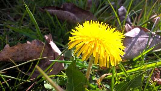 Free stock photo of dandelion, flower