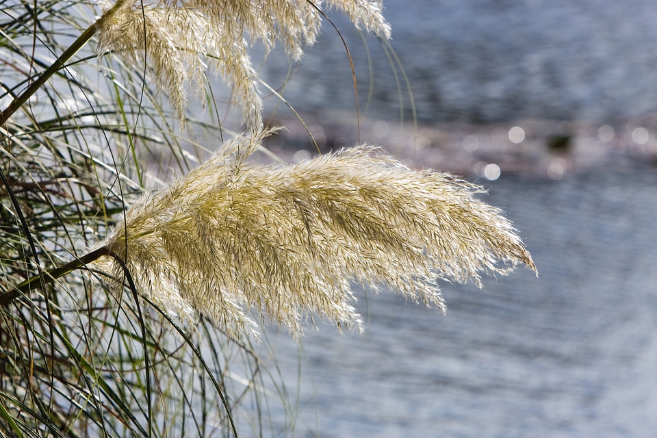 Tall grass grasses wild