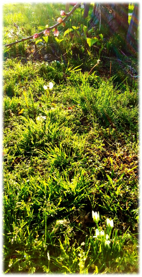 Free stock photo of bloom, blossom, crocus