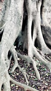 Free stock photo of roots, trunks photo