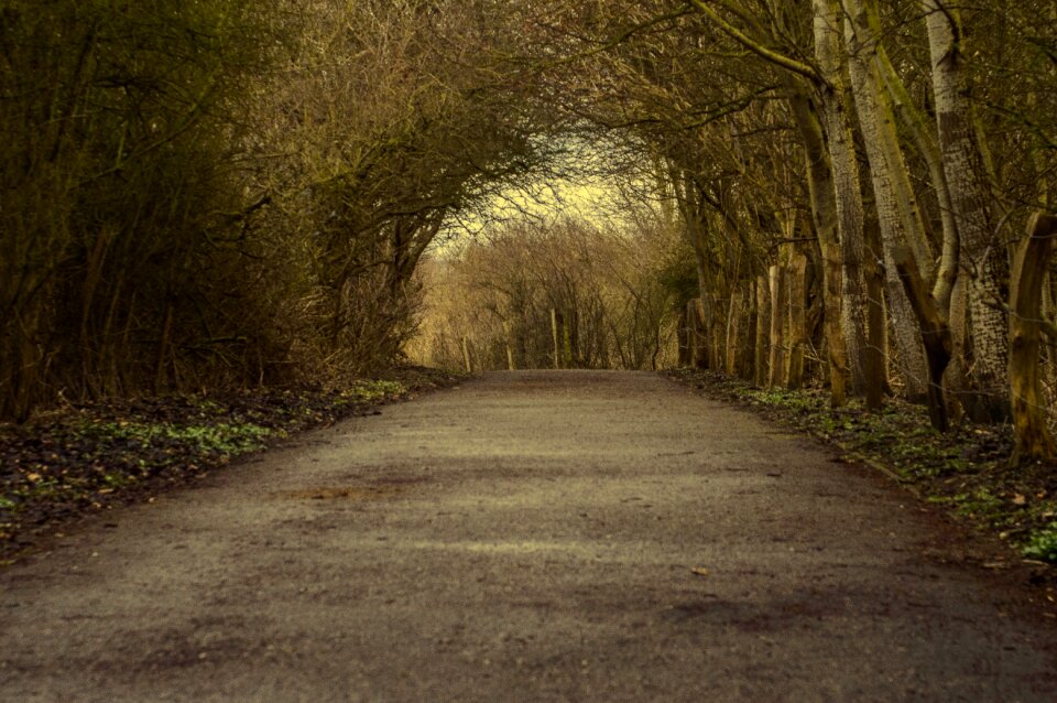 Free stock photo of trees, tunnel