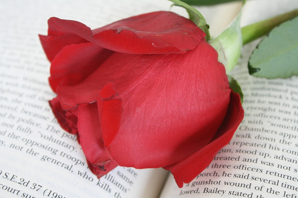 Rose book flower