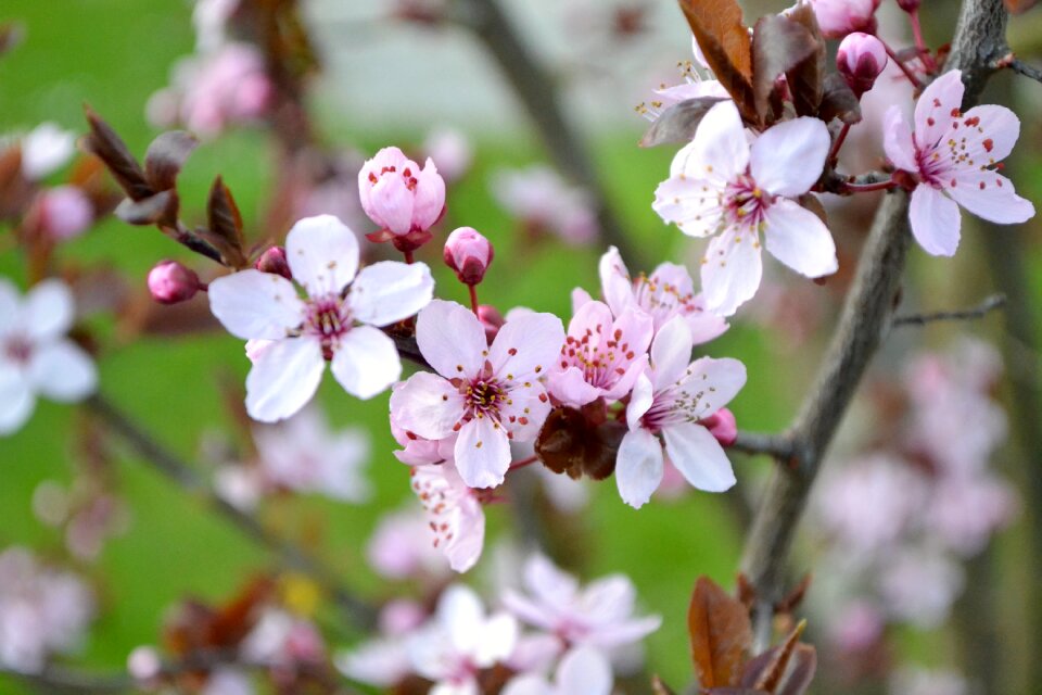 Free stock photo of flowers, nature
