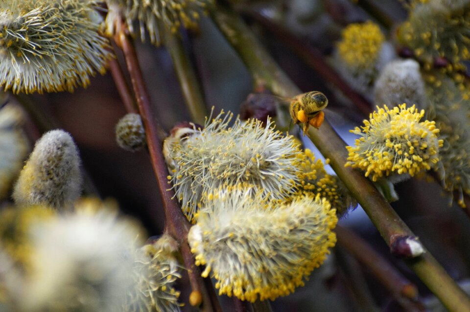 Free stock photo of bee, catkin, insect