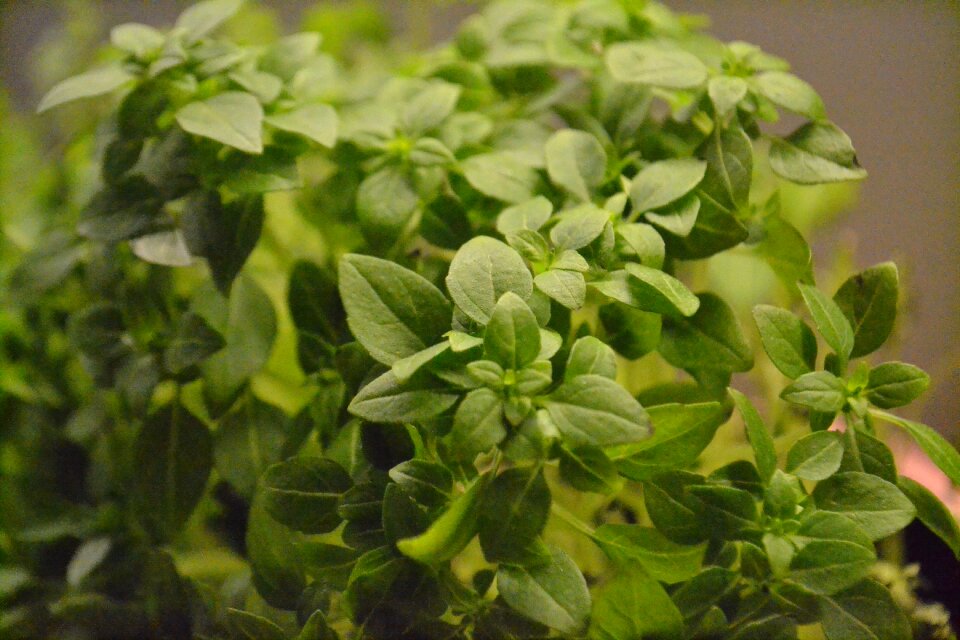 Free stock photo of basil, herbs