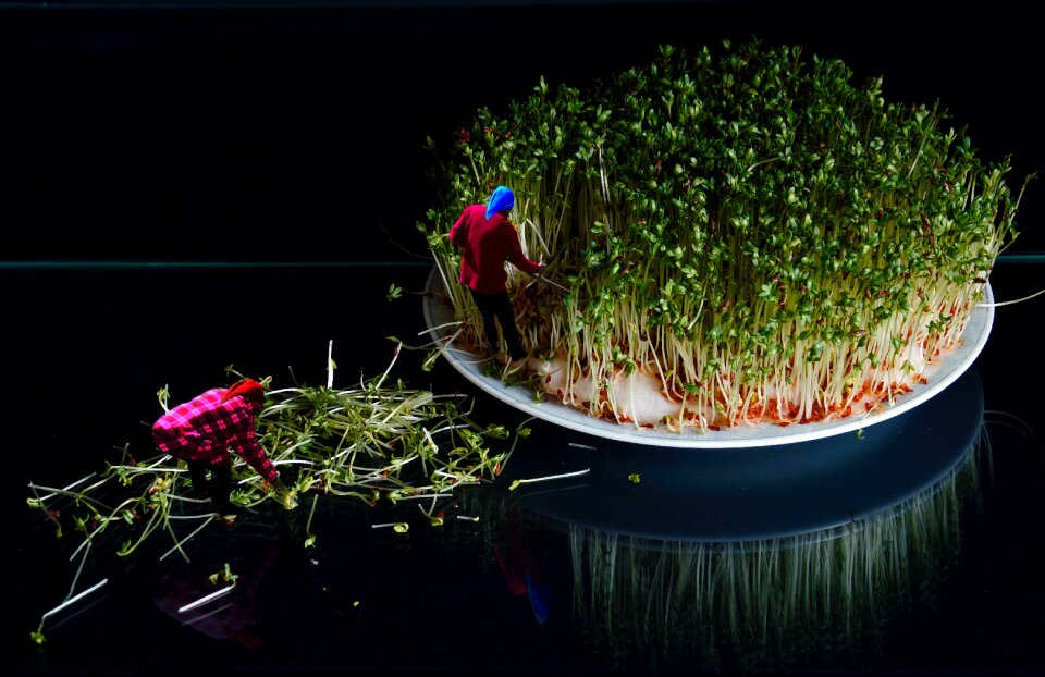 Free stock photo of dwarfs, easter, garden cress