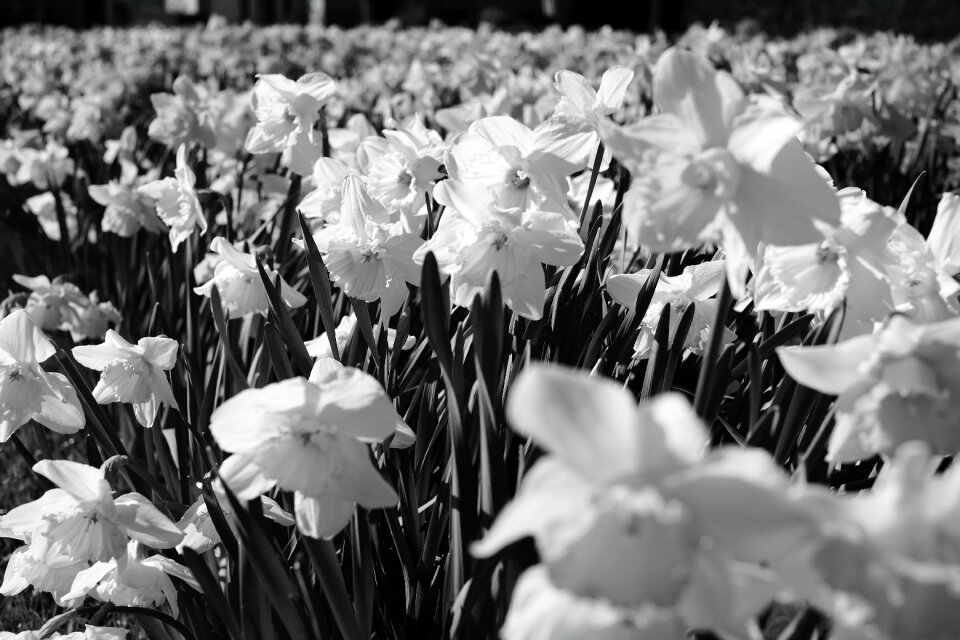 Free stock photo of black and-white, easter, flowers