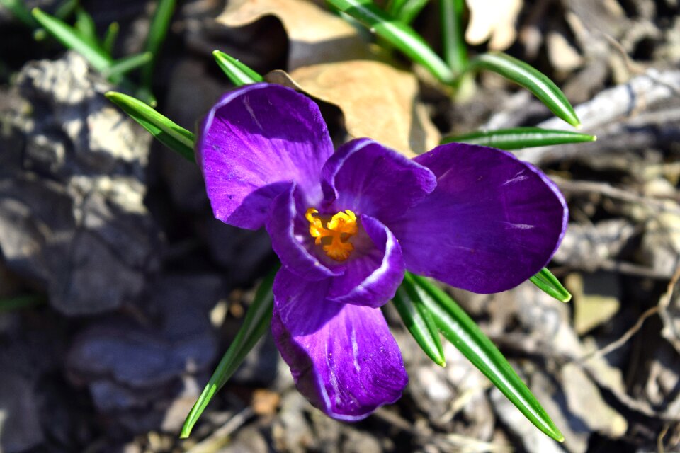 Free stock photo of crocus, flowers, garden photo