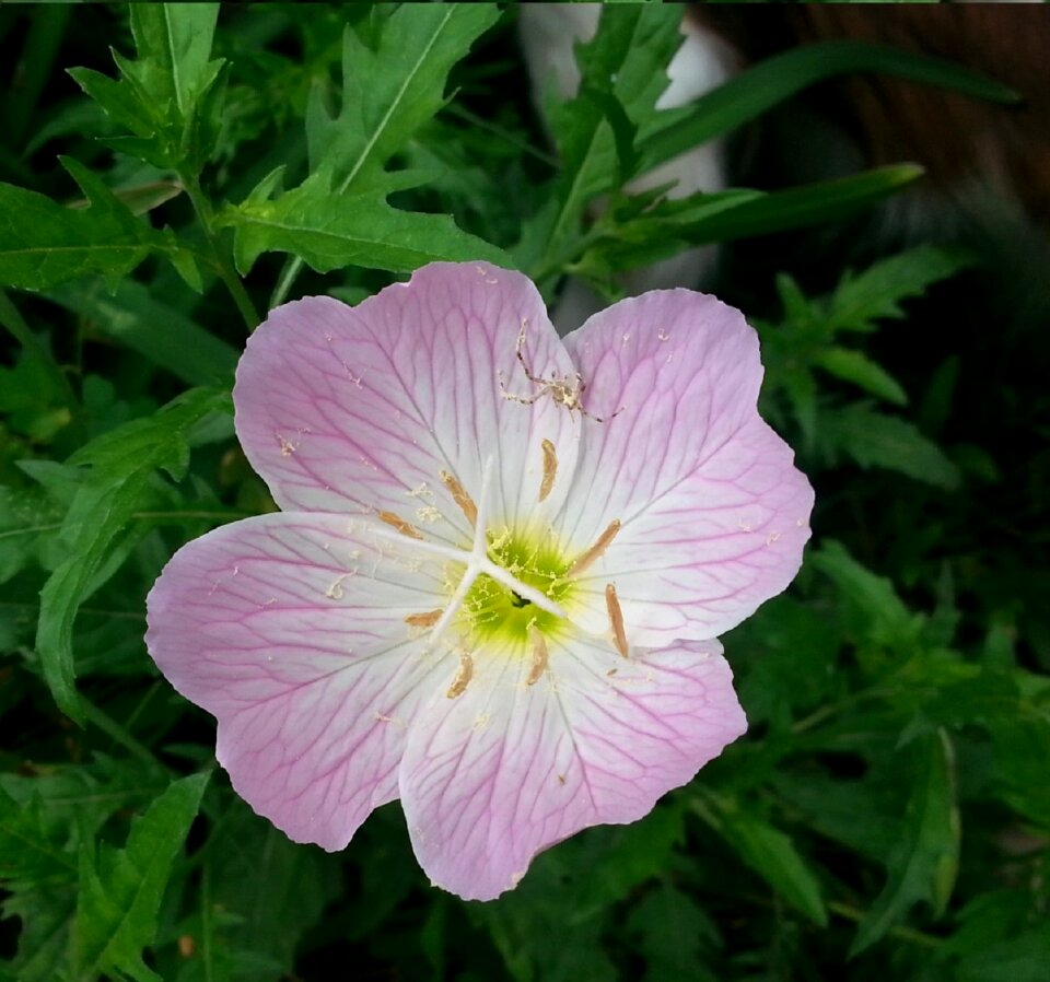 Free stock photo of pink flower, tiny spider, web