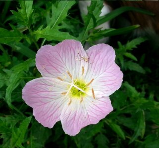 Free stock photo of pink flower, tiny spider, web