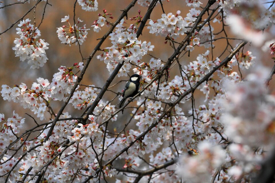 Free stock photo of black, blossoms, cherry
